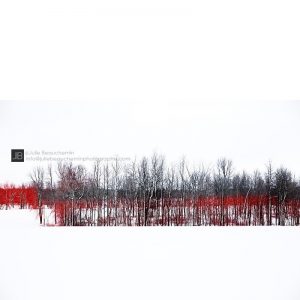 A l'oree du bois rouge © Julie Beauchemin
