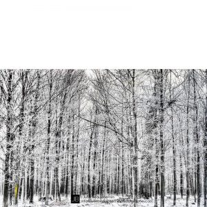 La battue © Julie Beauchemin