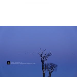 Les arbres, les oies et le harfang © Julie Beauchemin