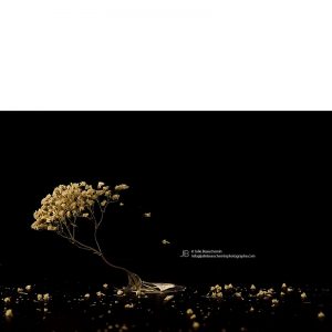 La_perseverance_800px©Julie_Beauchemin